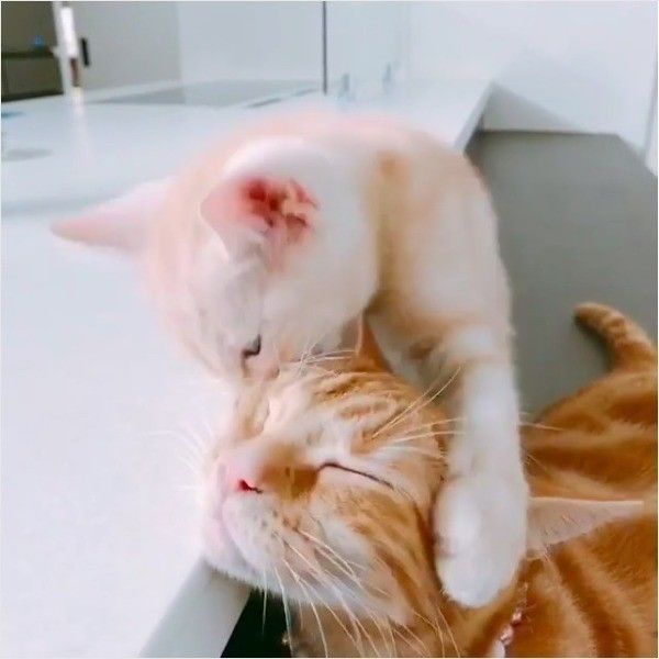 なめなめニャンコ