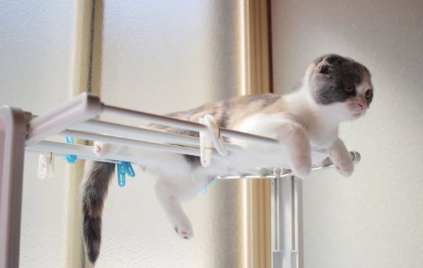 バランス感覚がすごい猫