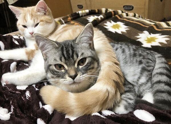 くつろぐバロンちゃんとサクラちゃん