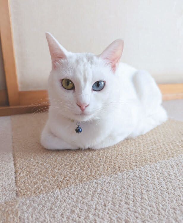 座る雪月ちゃん