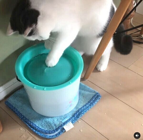 自動給水器の水で遊び始めるカツヲくん