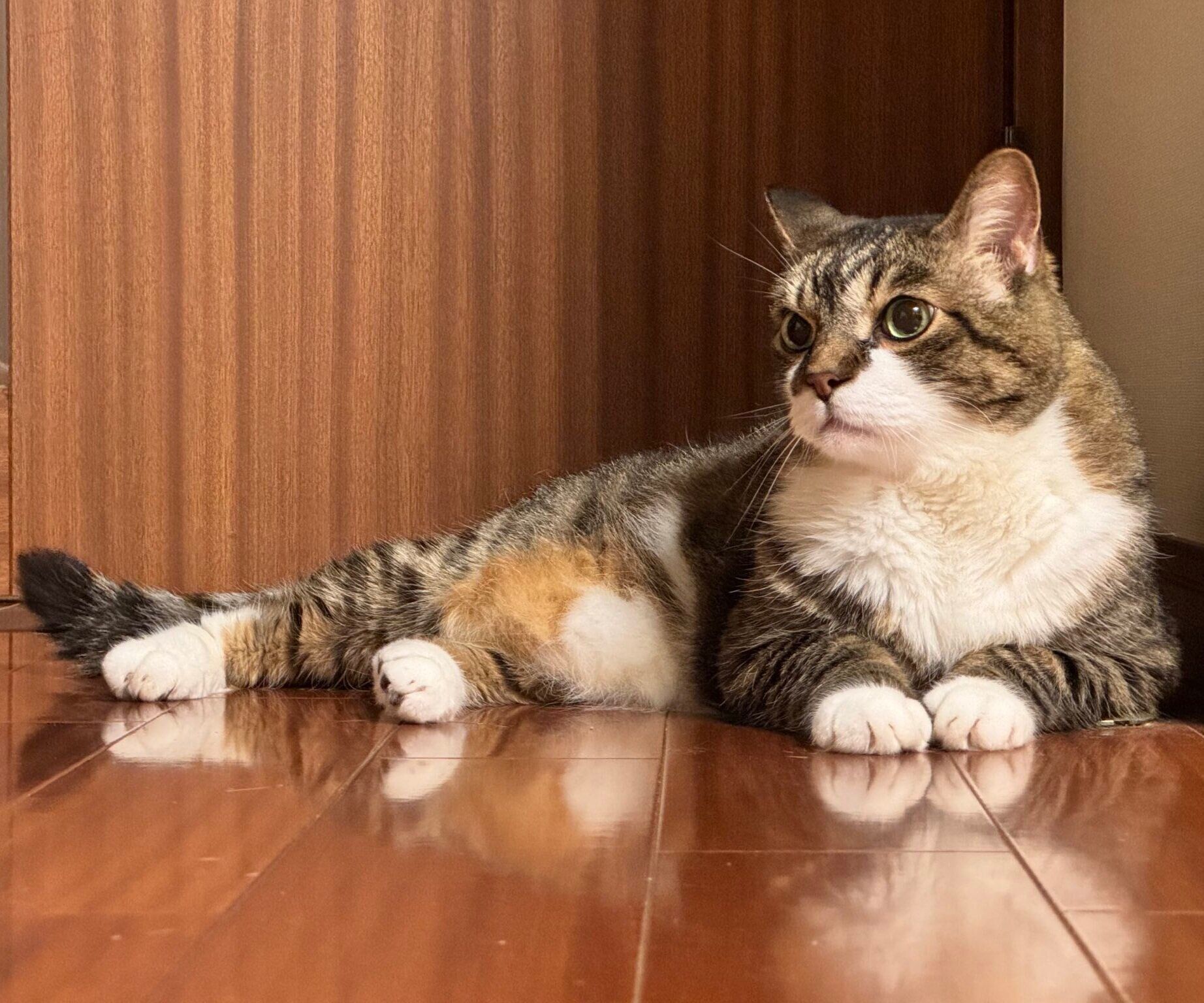 床に横たわるぽんちょくん