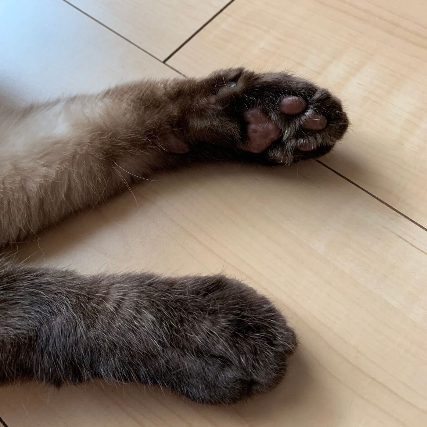 クリームパン やみつき肉球 それとも 猫の おてての好きな所 大調査 ねこのきもちweb Magazine クリームパン やみつき肉球 それとも 猫の おてての好きな所 大調査 ねこのきもちweb Magazine