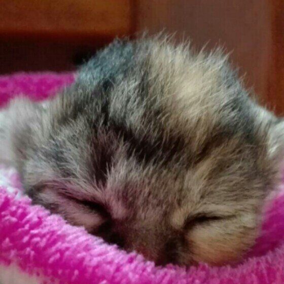 生まれて間もない子猫