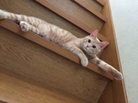 茶トラのれおくん