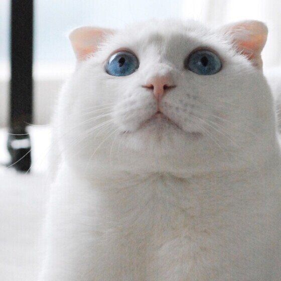 じーっと見つめる猫