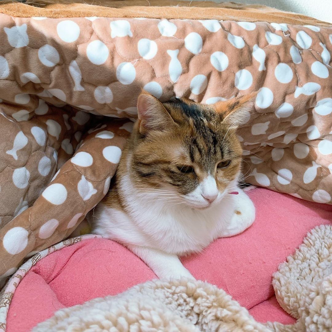 こたつでくつろぐ猫