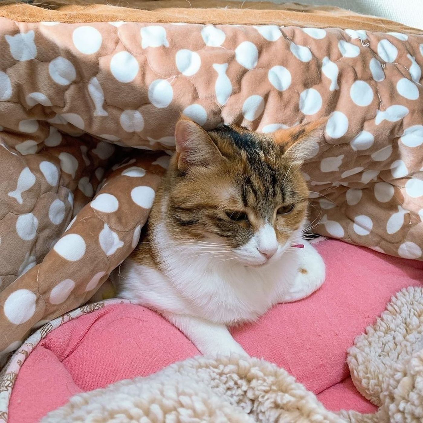 インスタグラム発 猫用こたつ でヌクヌクの猫たち ねこのきもちweb Magazine インスタグラム発 猫用こたつ でヌクヌクの猫たち ねこのきもちweb Magazine