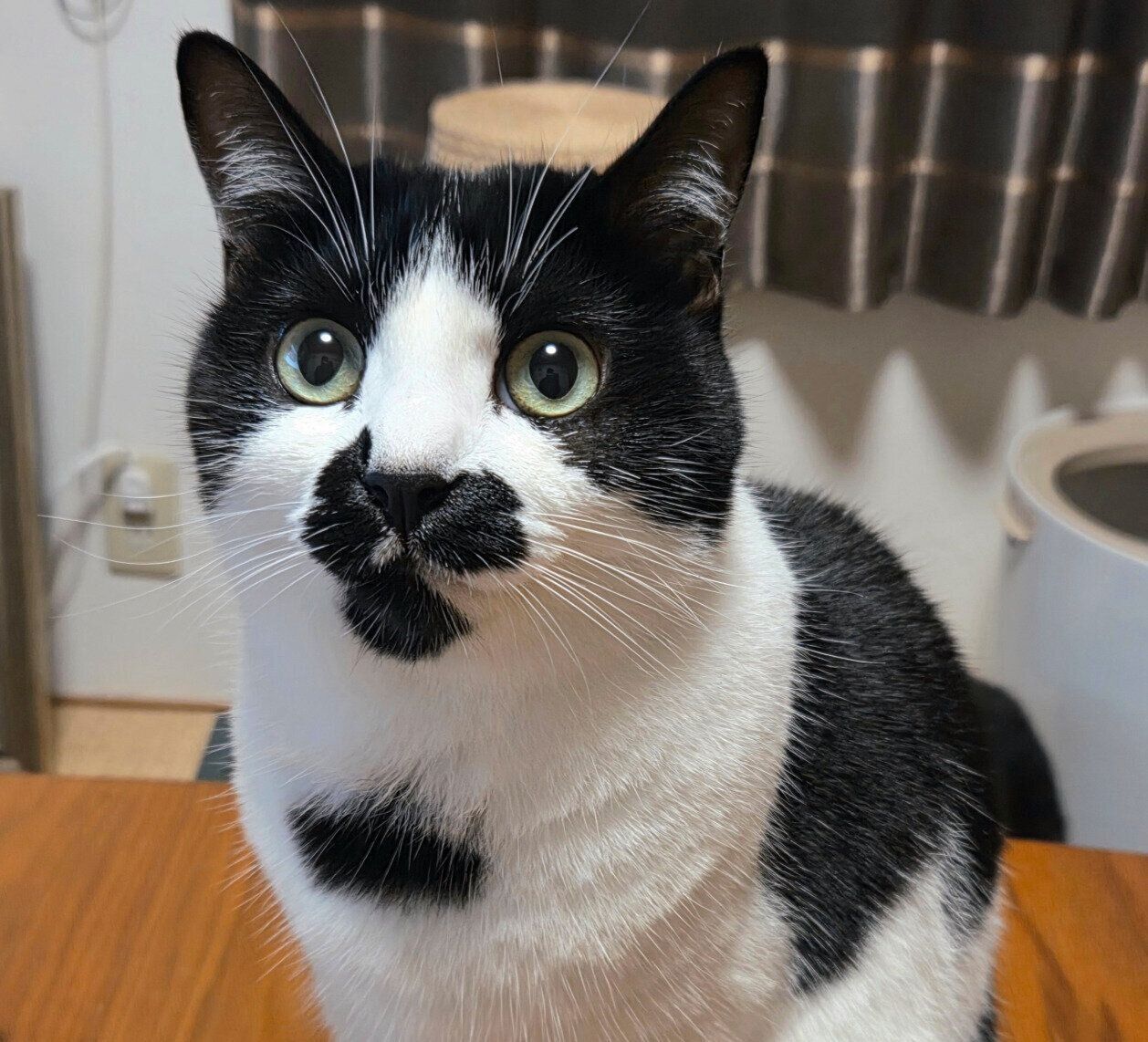 見つめるミアちゃん