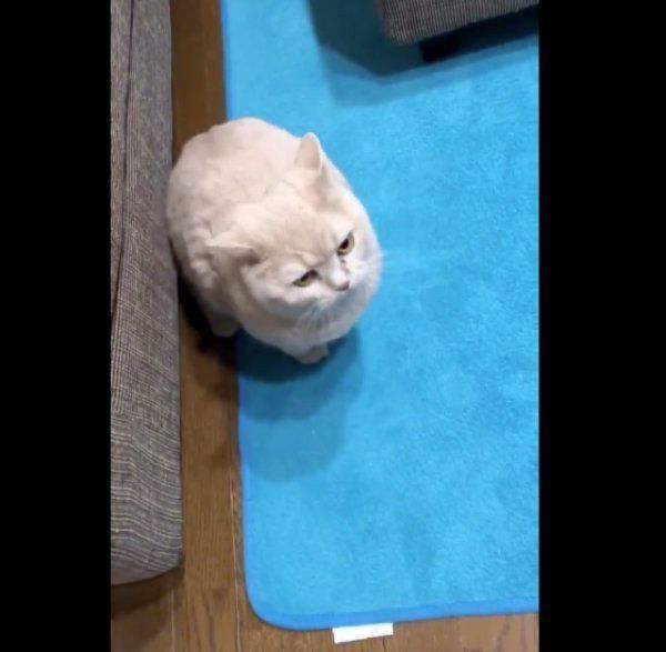 ブリティッシュショートヘアのみかんちゃんとぽてとちゃん