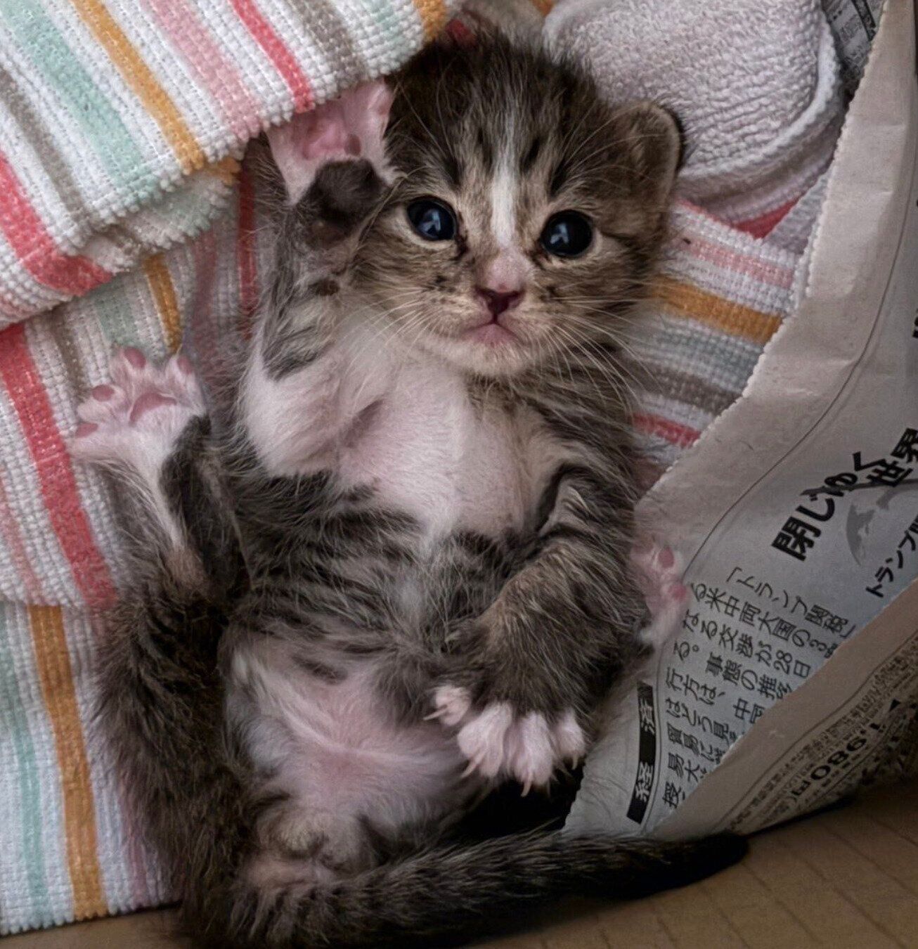 保護されたばかりのきびちゃん