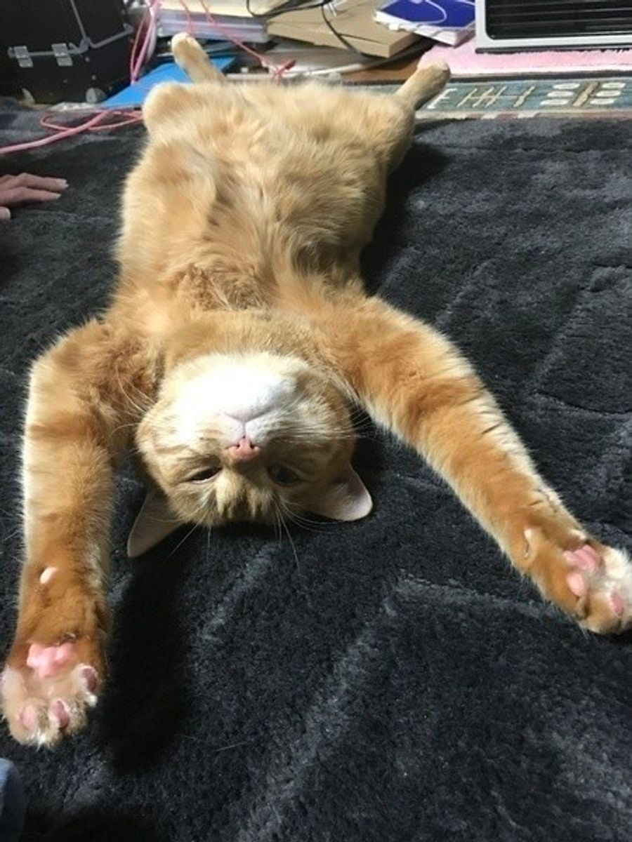 猫と私の楽しい 冬ごもり 留守番中でもポカポカだニャン ねこのきもちweb Magazine 猫と私の楽しい 冬ごもり 留守番中でもポカポカだニャン ねこのきもちweb Magazine
