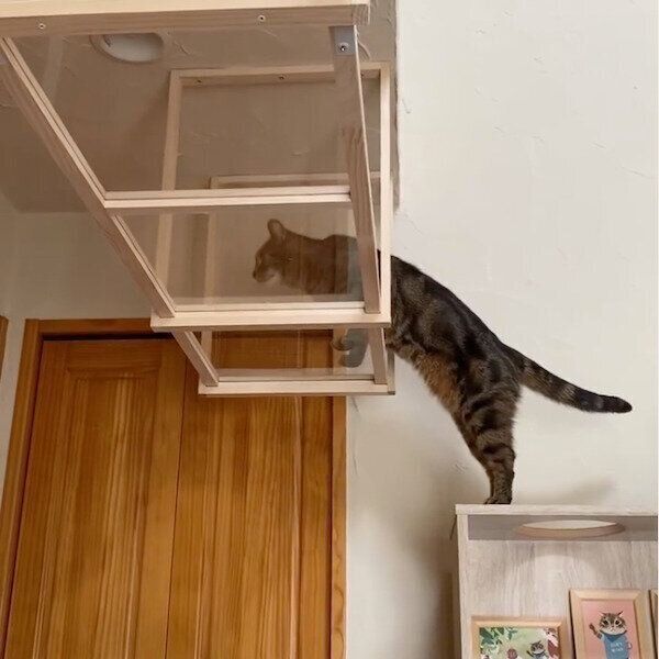 猫のDIYキャットウォーク