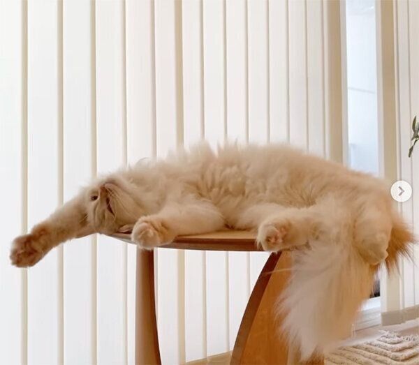 大胆な姿で寝るむぎちゃん