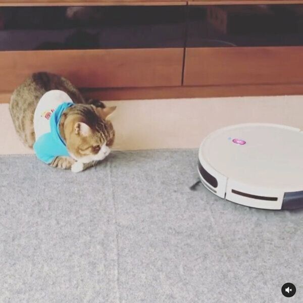 お掃除ロボットに果敢に勝負を挑むちびたんくん
