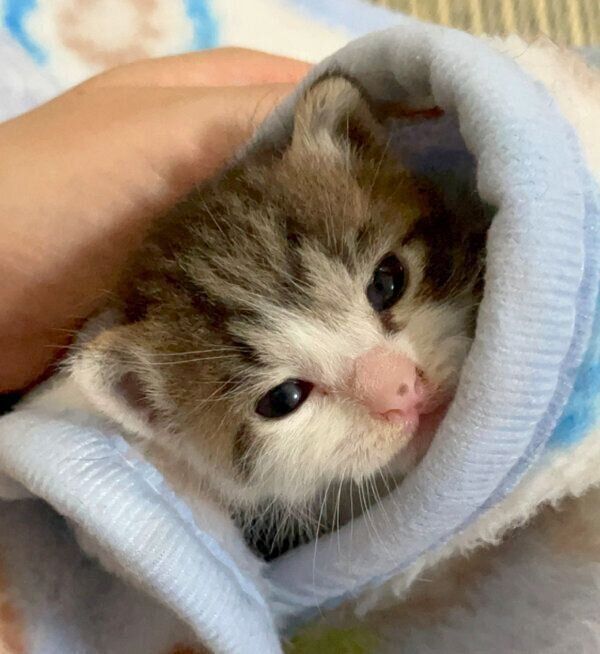 布団に包まる柚子もちくん