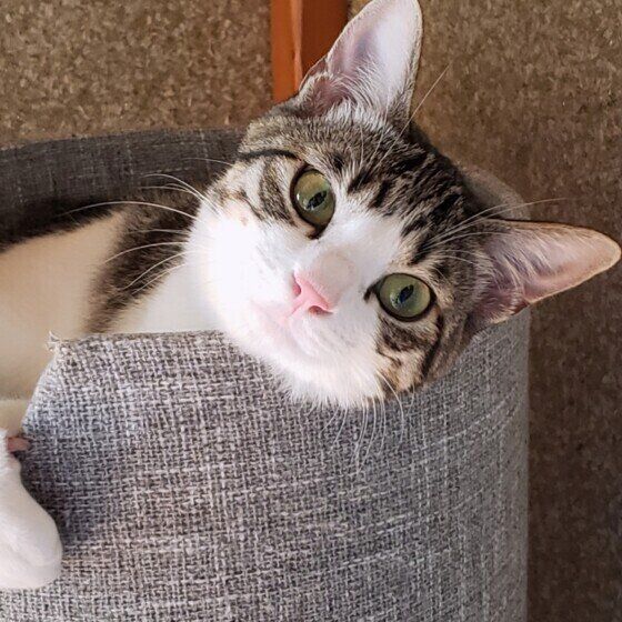 MIXサバトラのタマちゃん