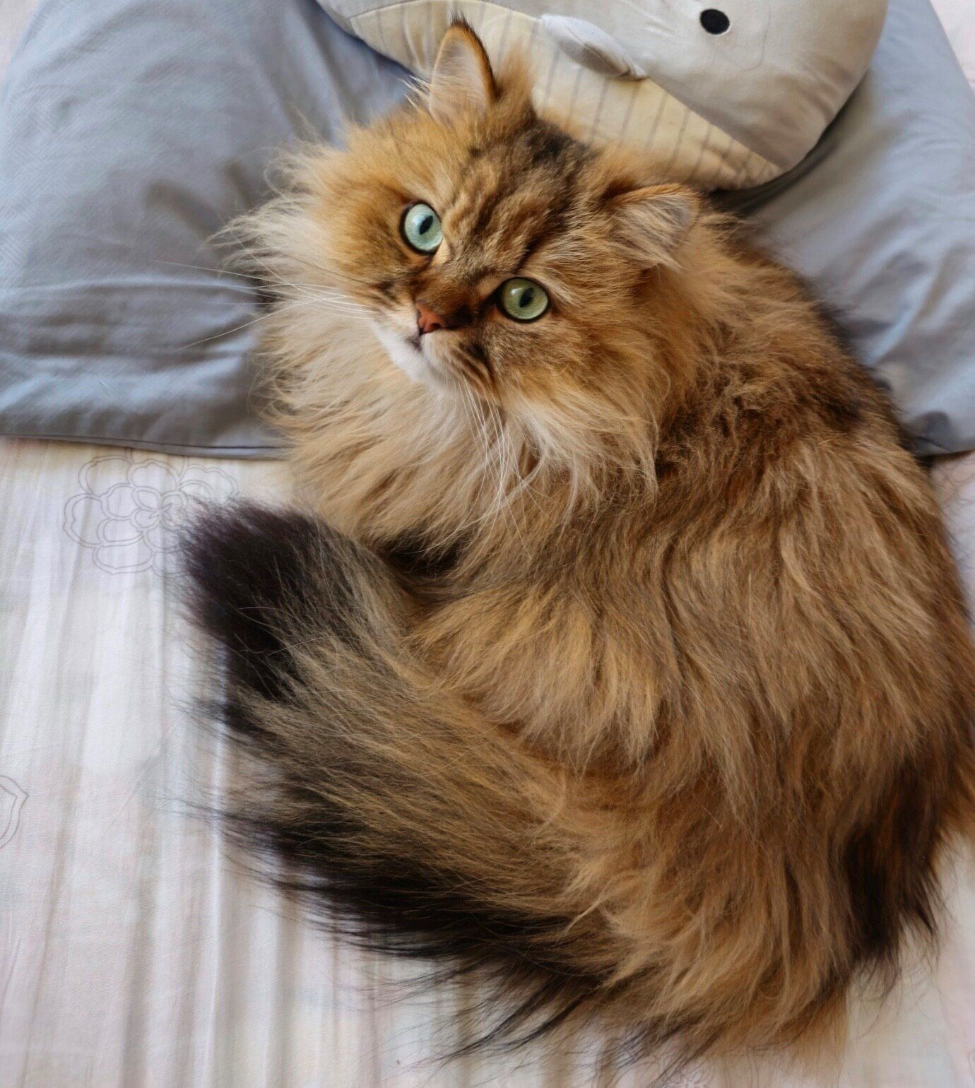 まったりする茶虎丸くん