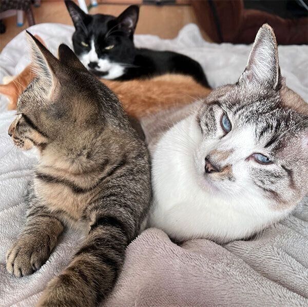 大集合する猫たち