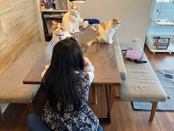 朝ごはんを待つ猫たちと娘さん
