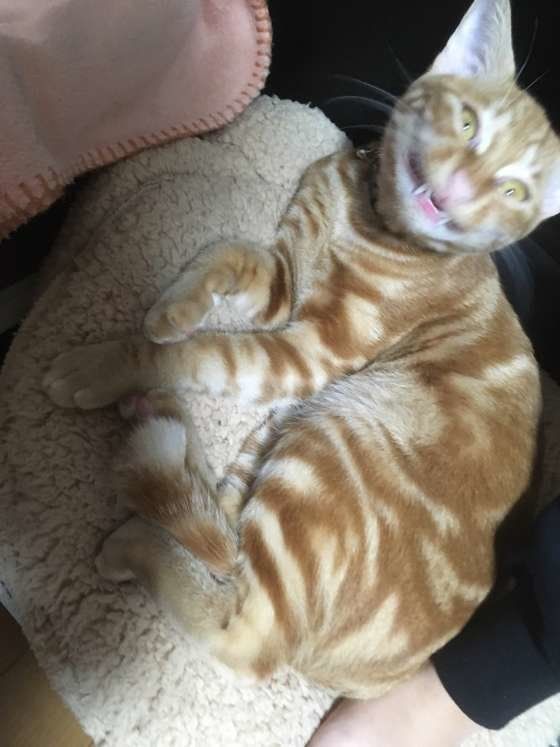 MIXキジトラ・いづなくん