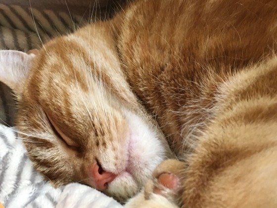 寝顔がかわいいアメリカンショートヘア