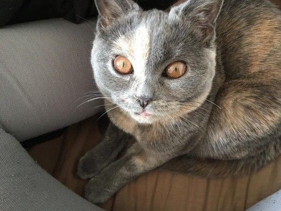 ブラックジャックじゃないよ