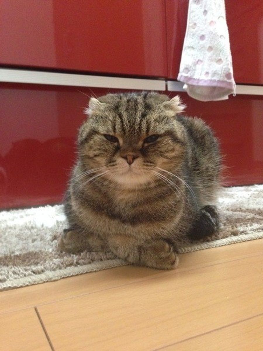 前足をたたんだ姿が愛らしい 猫ならではの座り方 香箱座り とは ねこのきもちweb Magazine 前足をたたんだ姿が愛らしい 猫ならではの座り方 香箱座り とは ねこのきもちweb Magazine
