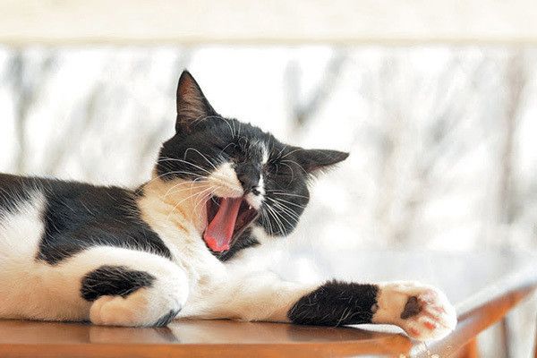 あくびする猫