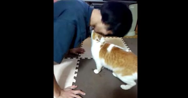 かまってちゃんな猫