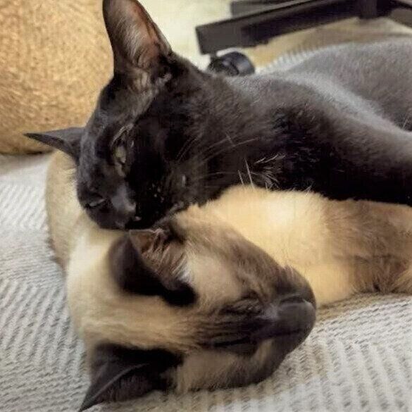 くろみつくんと、わらびちゃん