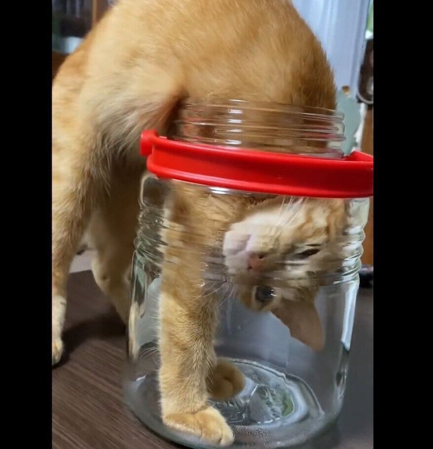 瓶の中に入ろうとするつぶちゃん