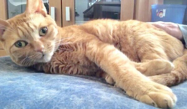 見つめるポン子ちゃん