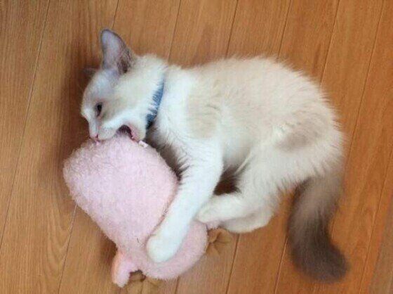 蹴りぐるみで遊ぶラグドール