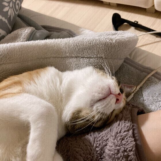 ママと一緒に眠るみりんちゃん