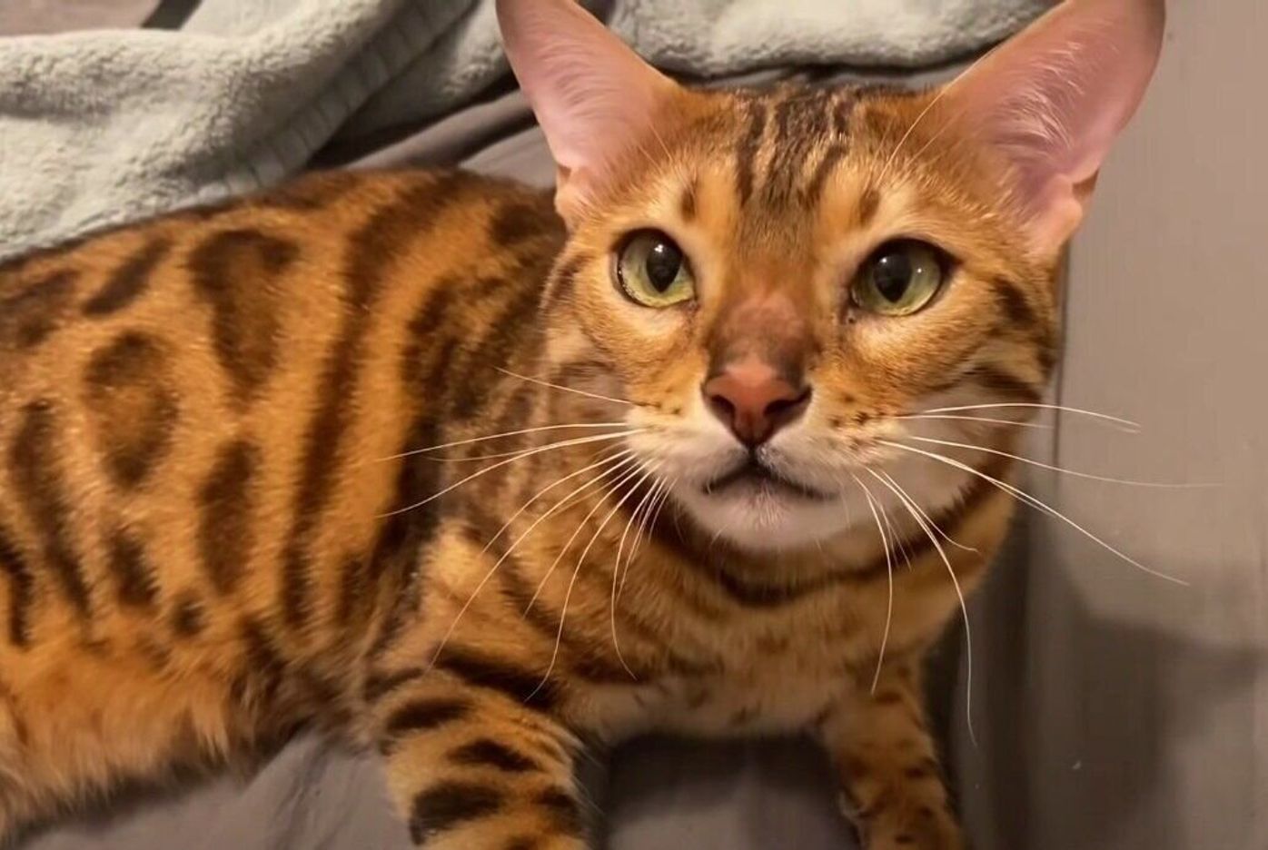 すっかりおネムの猫 おっとりした鳴き声で 早く寝ようよ と声をかける姿にキュン ねこのきもちweb Magazine すっかりおネムの猫 おっとりした鳴き声で 早く寝ようよ と声をかける姿にキュン ねこのきもちweb Magazine
