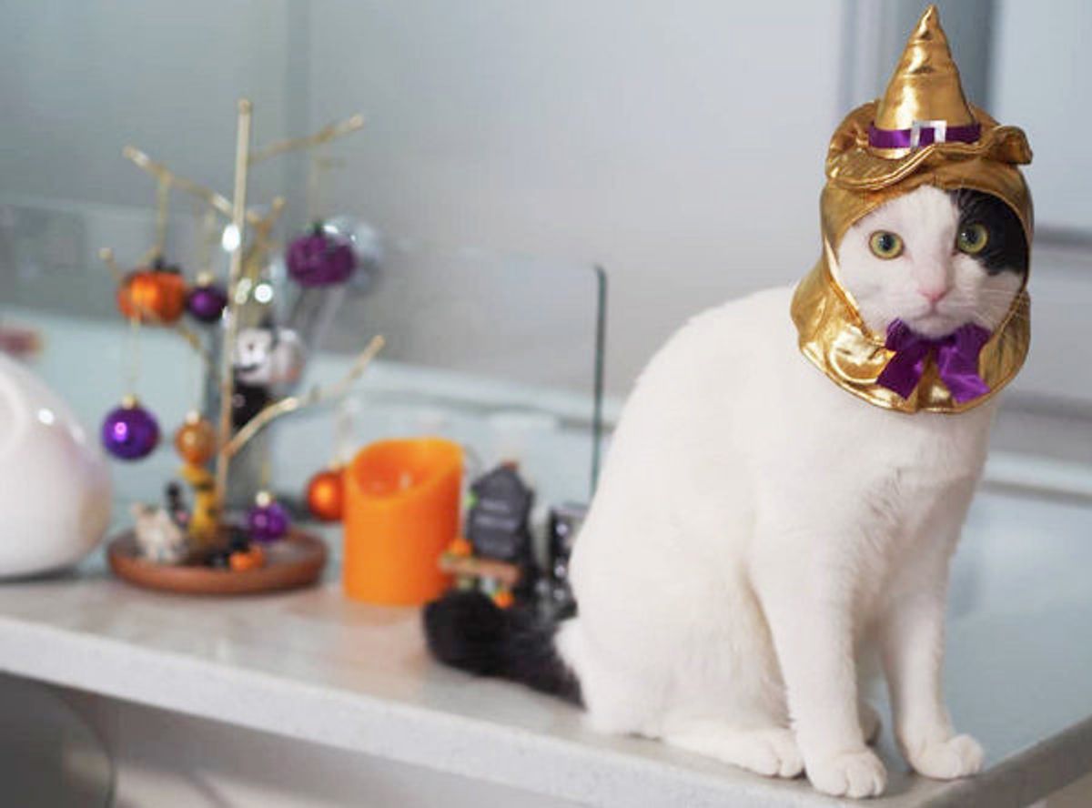 仮装しちゃうニャ 愛猫とハロウィンを楽しむための マストアイテム って ねこのきもちweb Magazine 仮装しちゃうニャ 愛猫とハロウィンを楽しむための マストアイテム って ねこのきもちweb Magazine