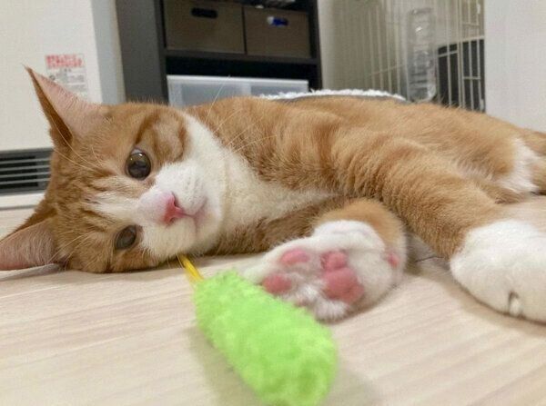 猫じゃらしを見つめるいなりくん