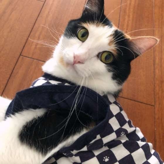 にこちゃん　MIX　ミケ