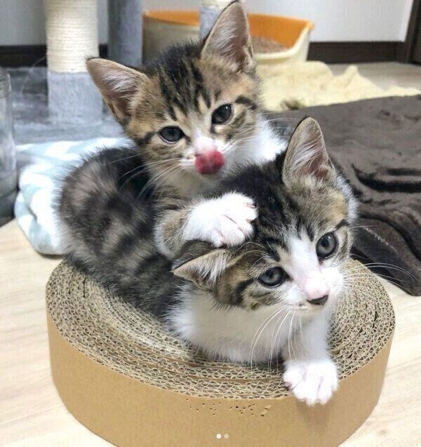 仲良しなわらびちゃんときなこちゃん