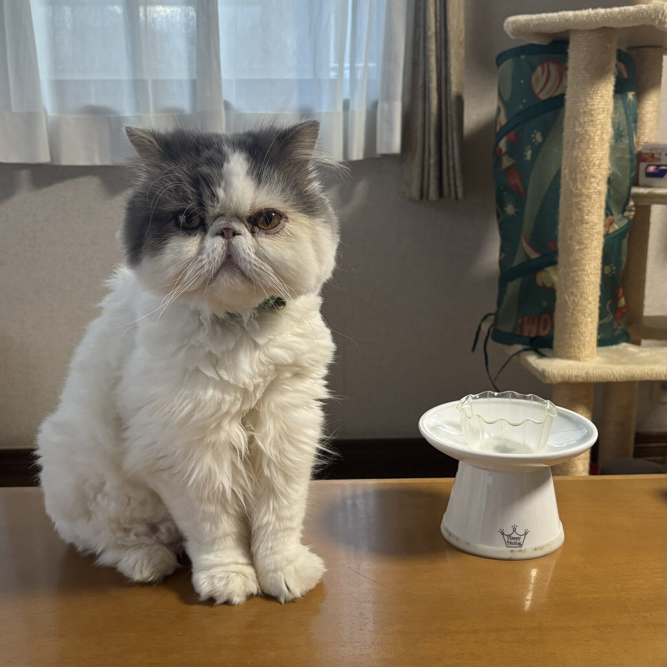 ゴハンがほしい様子のひらめちゃん