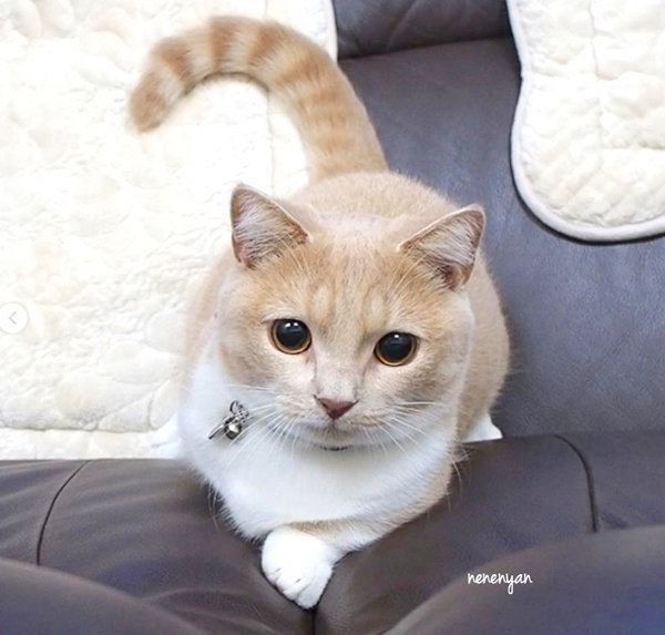 かわいいマンチカン