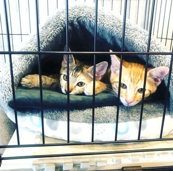 同じようなポーズでくつろぐ茶々丸くんと子麦ちゃん