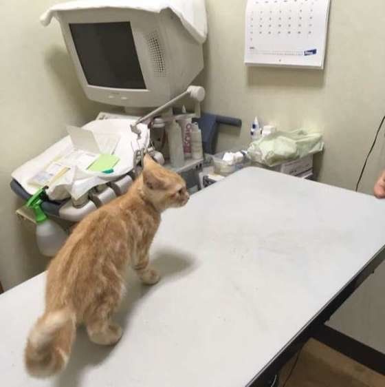 ドキドキの診察台、なんか落ちつかないなぁ