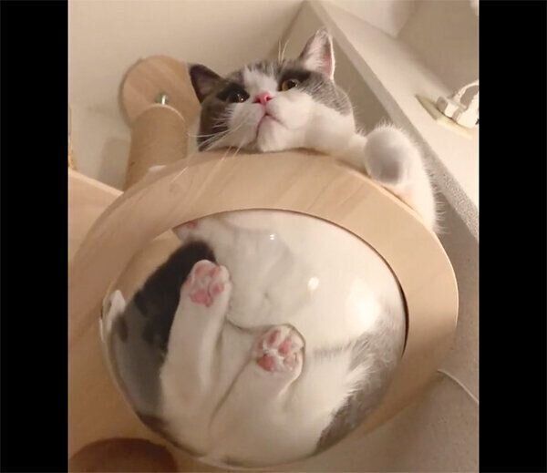 見つめるおもちちゃん