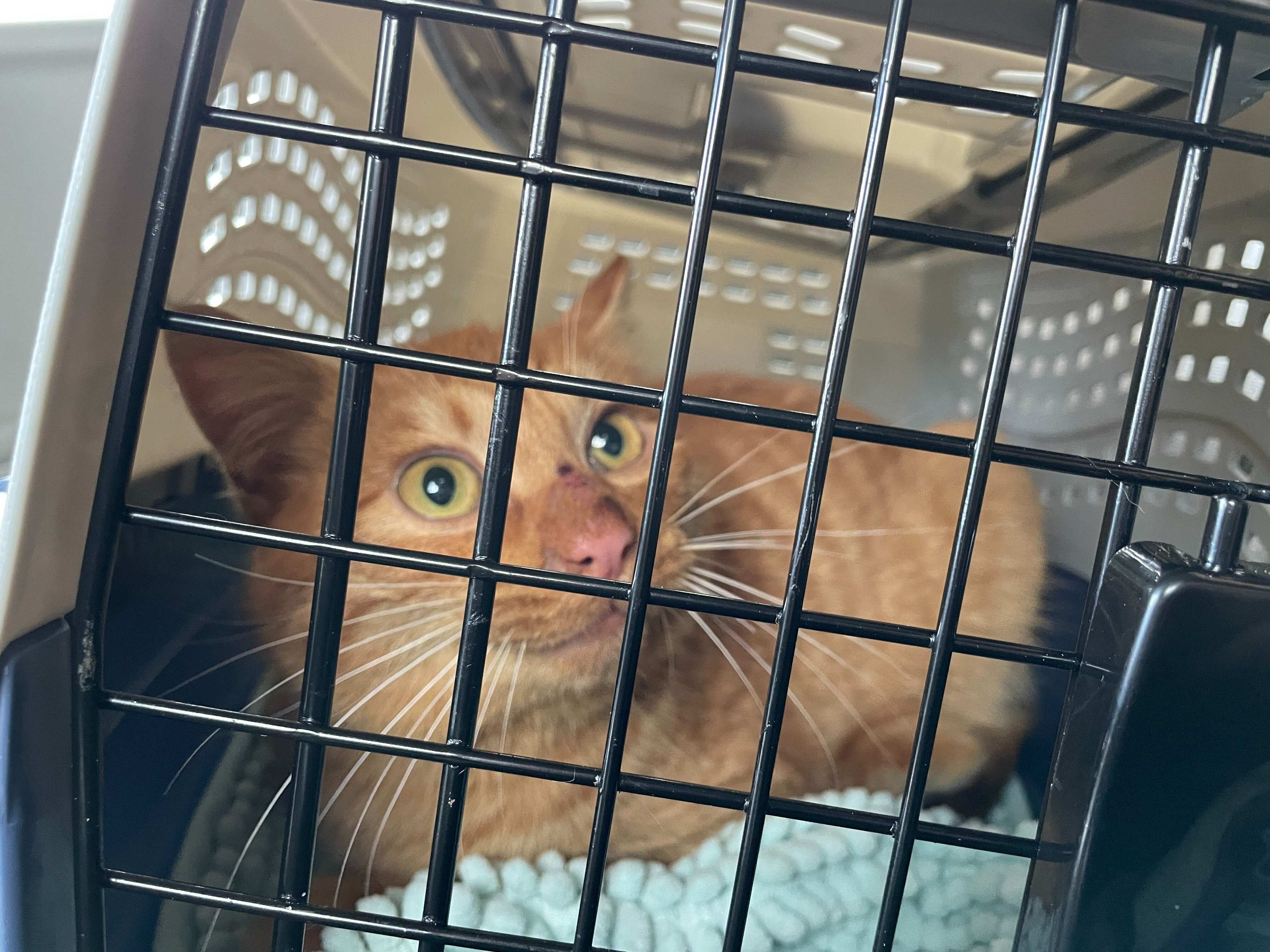 キャリーケースに入るゆたくん