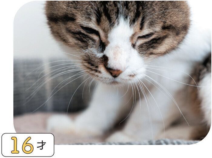 シニア猫のヒゲ