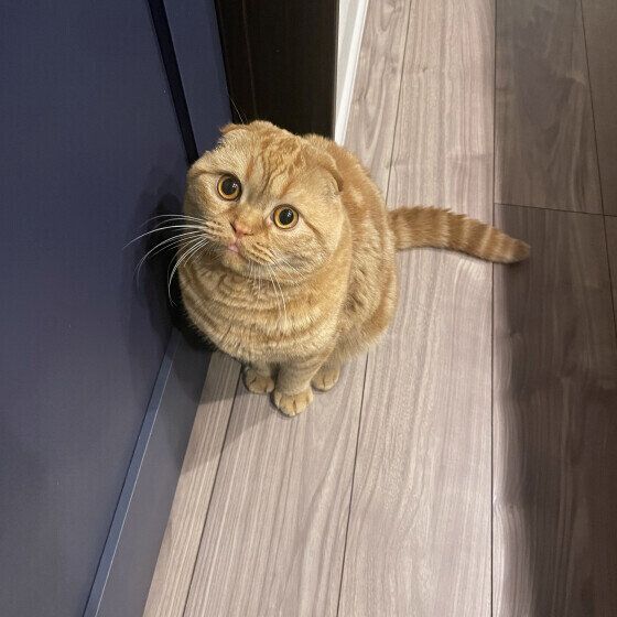 スコティッシュフォールドの天くん