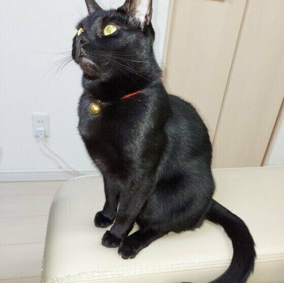 2重あごになる猫（ボンベイ、オス）