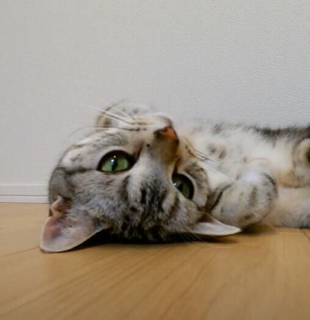 かわいいでしょ 自分の可愛さを自覚してるかのようにヘソ天を繰り返す猫 ねこのきもちweb Magazine かわいいでしょ 自分の可愛さを自覚してるかのようにヘソ天を繰り返す猫 ねこのきもちweb Magazine